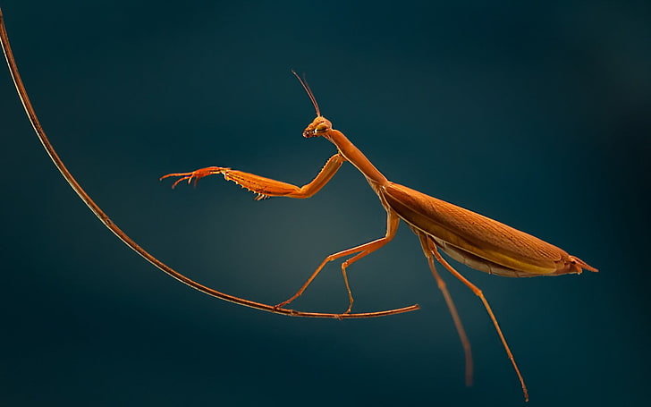 brown mantis, macro, mantis, insect, HD wallpaper