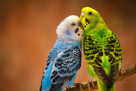 dos periquitos azules y verdes, periquitos, pájaros, loros, Fondo de pantalla HD HD wallpaper