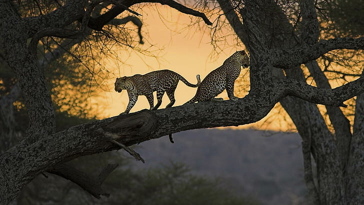 Leopard двойка при залез слънце, дървета, залези, големи котки, животни, леопарди, HD тапет