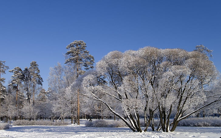 деревья, ветки, раскидистые, зима, снег, небо, четко, HD обои