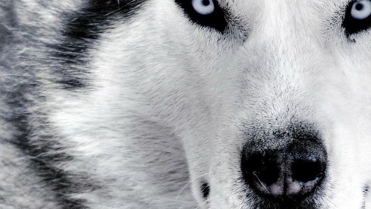 vit och grå Siberian Husky, Siberian Husky, djur, hund, HD tapet