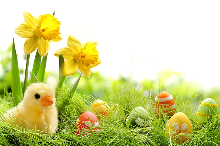 grass, flowers, eggs, spring, colorful, Easter, daffodils, painted, springer, chik, HD wallpaper