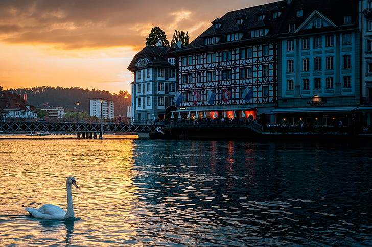 Lucerne, Switzerland, Lucerne, Switzerland, swan, HD wallpaper