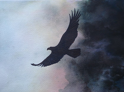 águia, voando, HD papel de parede HD wallpaper