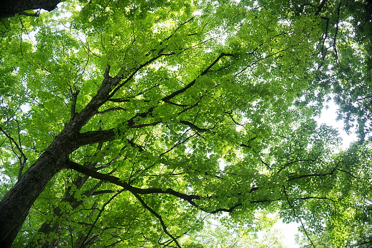 green leafed tree, nature, trees, maple leaves, HD wallpaper