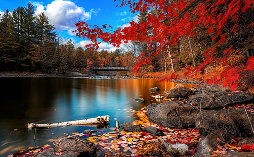 hutan musim gugur 4k untuk pc, Wallpaper HD HD wallpaper