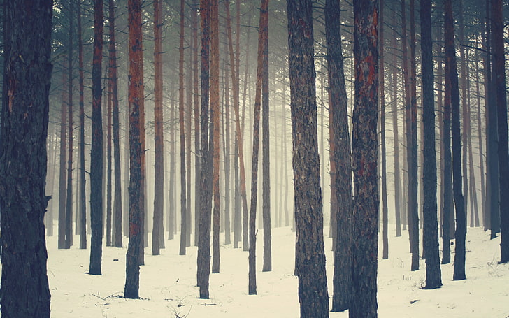 кафяви дървета, природа, дървета, гора, сняг, HD тапет