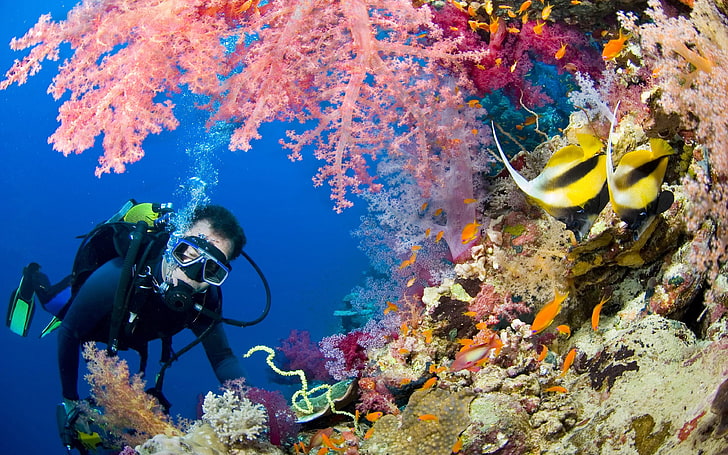 Mundo subaquático oceano fundo do mar mergulhador barreira de corais com peixes de cor coral Desktophd Wallpaper, HD papel de parede