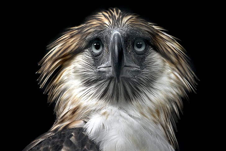 background, bird, Philippine Eagle, HD wallpaper