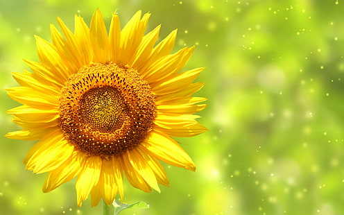 Yellow sunflower, yellow sunflower, yellow, flower, sun, nature, HD wallpaper HD wallpaper