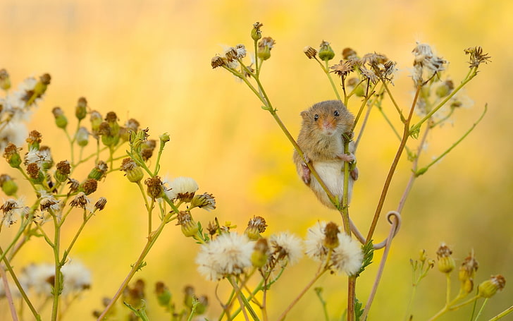 macro, mouse, Harvest Mouse, The mouse is tiny, HD wallpaper