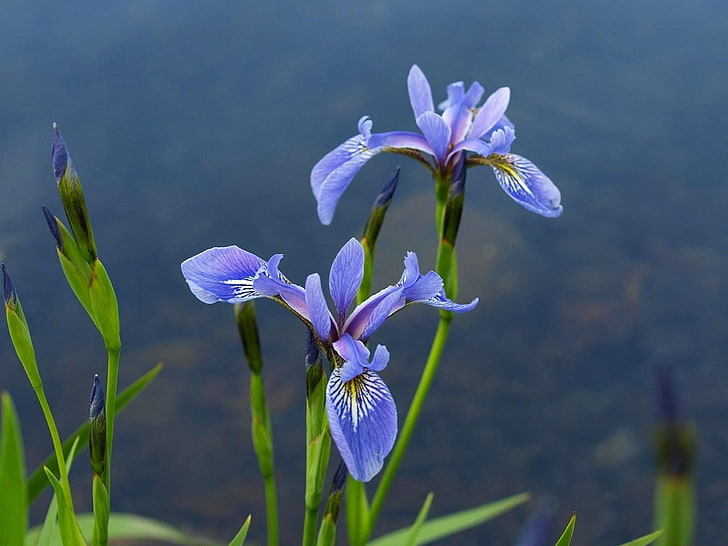 due fiori viola, iris, fiori, sfocatura, verde, Sfondo HD