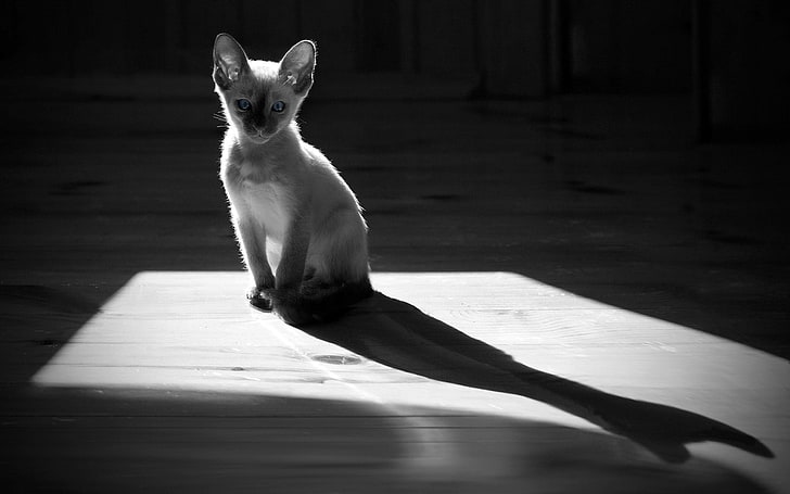 gray Siamese cat, gray, kitten, white, black white, shadow, HD wallpaper