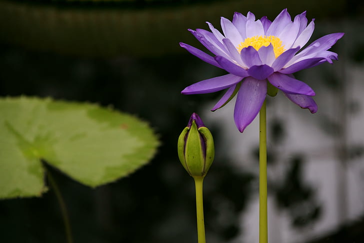 purple-and-yellow flower, water lily, water lily, Purple, Water Lily, yellow, flower, Kew Gardens, water-lily, lilly-pad, bud, leaves, nature, lotus Water Lily, pond, plant, petal, flower Head, leaf, lake, botany, summer, pink Color, HD wallpaper