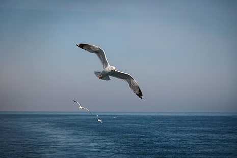 Uccelli, gabbiano, uccello, volo, mare, vista sul mare, estate, Sfondo HD HD wallpaper
