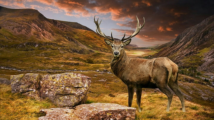 deer, valley, wilderness, wildlife, wild animal, rock, hill, hillside, cloud, antler, grass, field, HD wallpaper