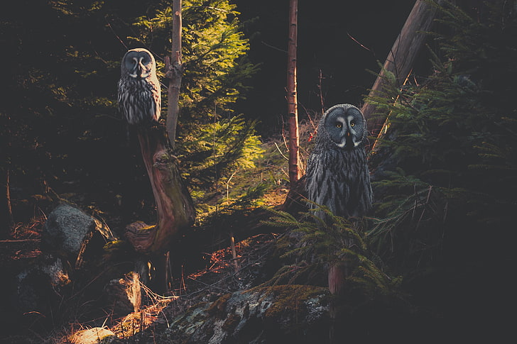 pittura di due gufi grigi, grande gufo grigio, gufo, predatore, uccello, foresta, Sfondo HD