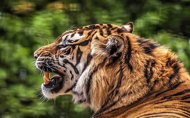 แมวเสือแมวตัวใหญ่ระยะชัดลึกคำรามสัตว์ป่านักล่า (สัตว์), วอลล์เปเปอร์ HD