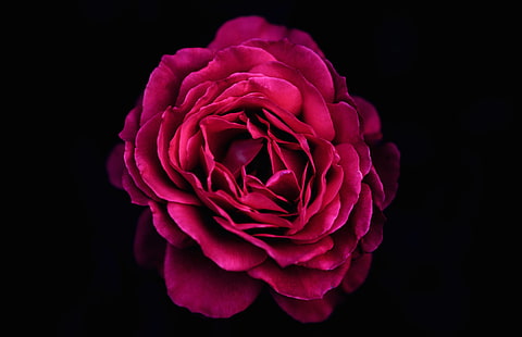flor, floreciente, florecer, hermosa, rosa, brillante, Fondo de pantalla HD HD wallpaper
