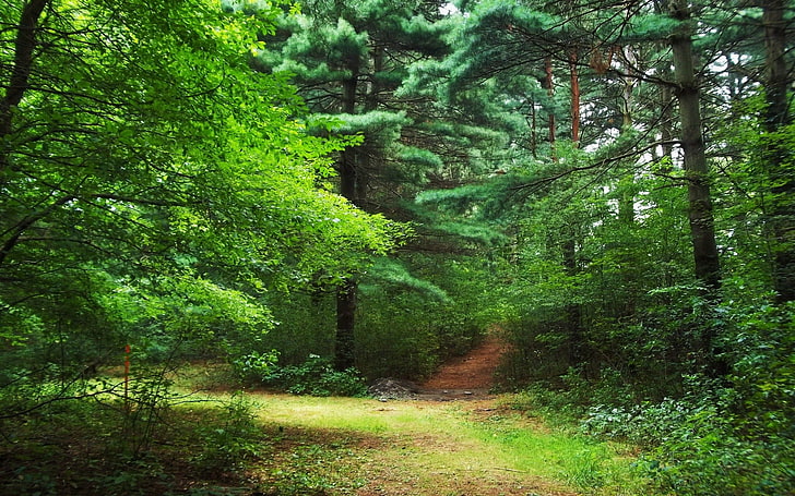 ต้นไม้ใบสีเขียวธรรมชาติภูมิทัศน์, วอลล์เปเปอร์ HD