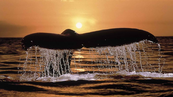 black whale, whale, tail, spray, sunset, HD wallpaper