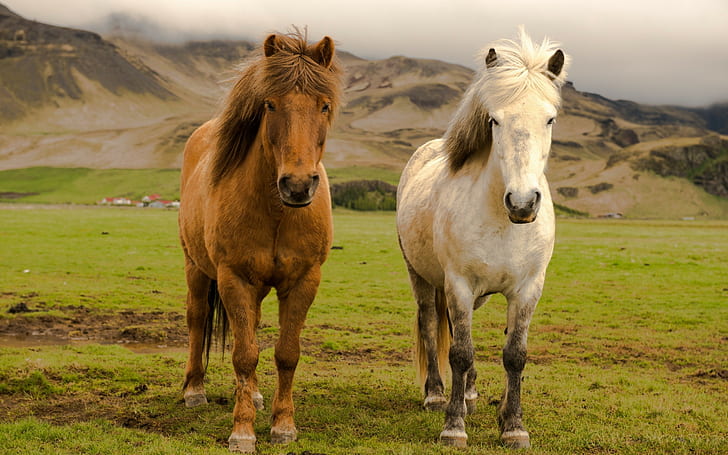 الطبيعة ، الحيوانات ، الخيول ، الخيول الأيسلندية، خلفية HD
