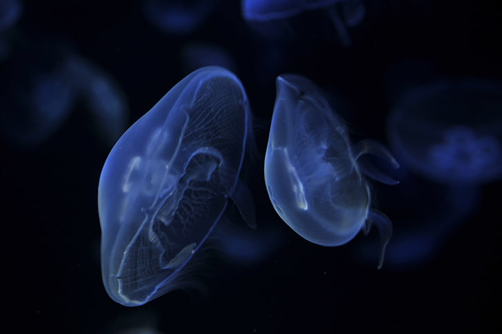white jellyfish, dark, jellyfish, blue, float, HD wallpaper