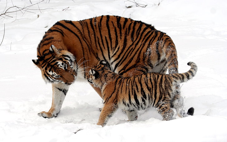 tigre y cachorro marrón y negro, invierno, nieve, tiras, gatos, lana, bebé, piel, color, caminar, gatito, tigres, cachorro, mamá, tigresa, salvaje, Fondo de pantalla HD