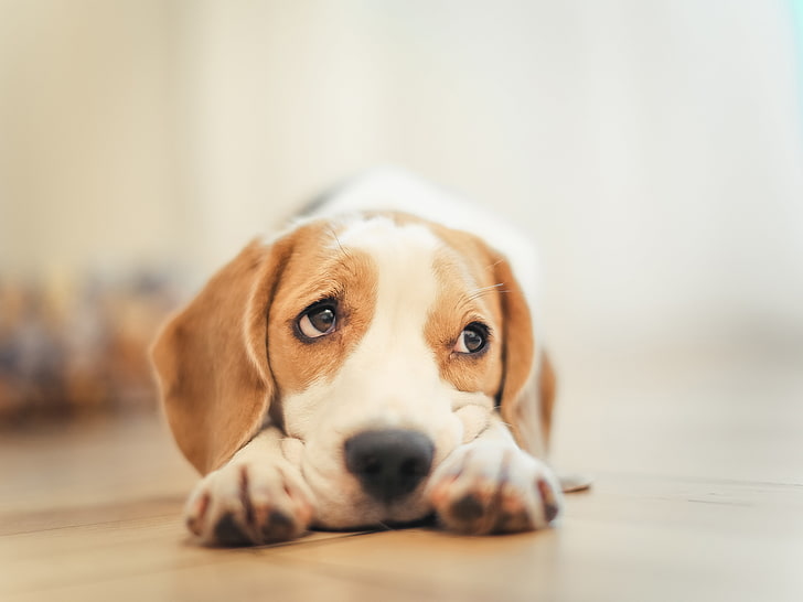 weißer und brauner Beagle-Welpe, Hund, Welpe, Haustier, Hunde, Beagle, bissig, Welpe, Snoopy, HD-Hintergrundbild
