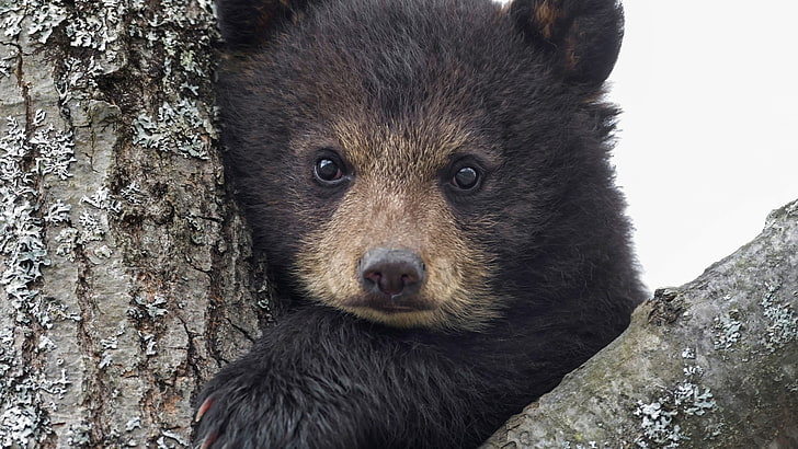 brunbjörn, djur, björnar, baby djur, HD tapet