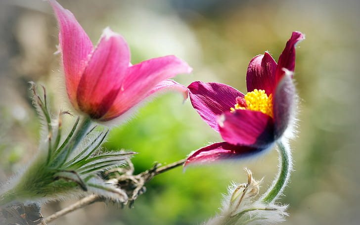 Bunga merah muda, latar belakang blur, Pink, Bunga, Blur, Latar Belakang, Wallpaper HD
