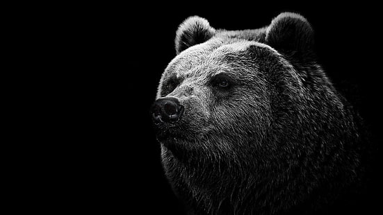 Kuzey Amerika boz ayısı, ayılar, HD masaüstü duvar kağıdı HD wallpaper