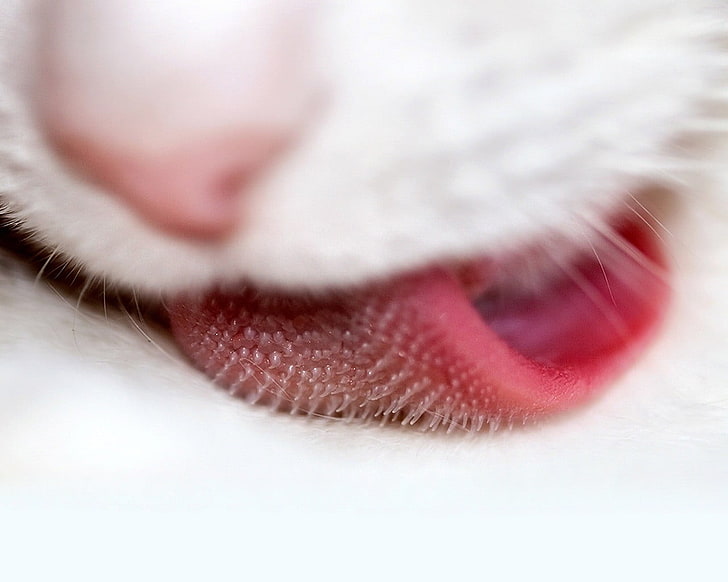 cat's tongue, language, cat, animals, HD wallpaper