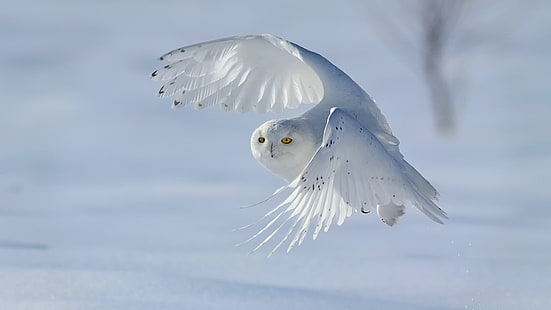 snöuggla, fågel, vit, uggla, rovfågel, fjäder, vinge, vilda djur, snö, HD tapet HD wallpaper
