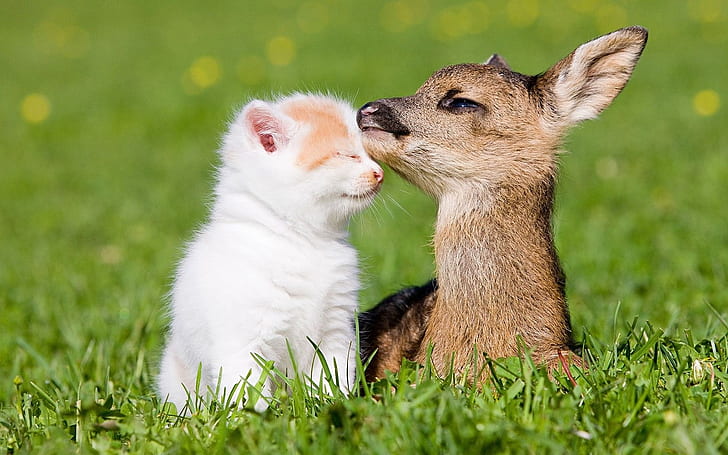 Amicizia del gattino e del piccolo cervo, gatto bianco lungo di pelliccia e cervo bruno, gattino, piccolo, cervo, amicizia, Sfondo HD