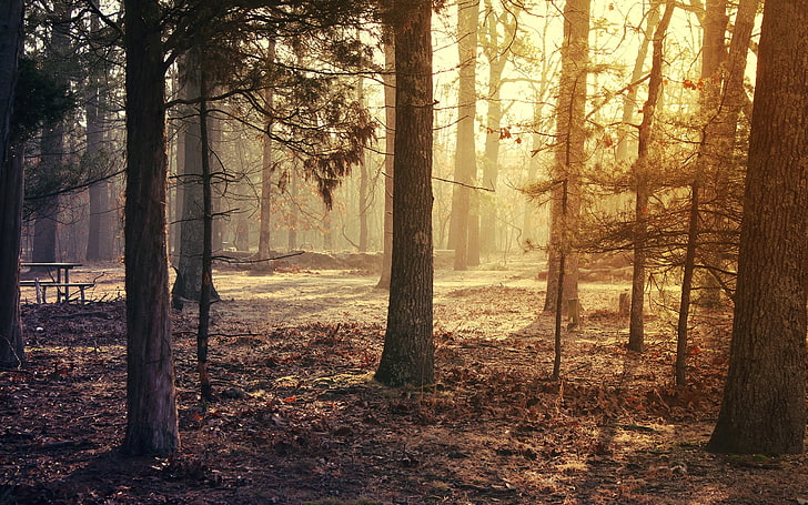 pohon coklat, hutan, pohon, rumput, cahaya pagi, Wallpaper HD