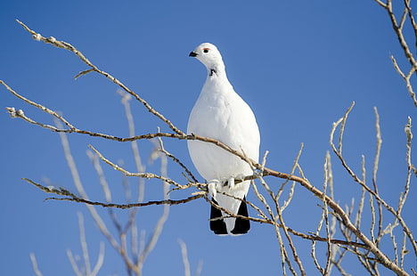 طائر أبيض مع ذيل أسود يطفو على فرع شجرة أثناء النهار ، Ptarmigan ، طائر أبيض ، أسود ، ذيل ، فرع شجرة ، النهار ، اختر ، طائر ، طبيعة ، حيوان ، حياة برية ، أزرق ، أبيض ، سماء ، في الهواء الطلق، خلفية HD HD wallpaper