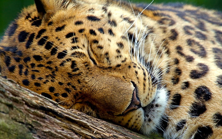 Söt leopard sova, leopard, leopard, HD tapet
