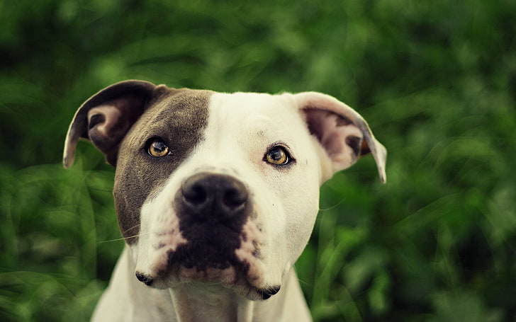 dewasa hitam dan putih Amerika pit bull terrier, pit bull, anjing, wajah, kabur, Wallpaper HD