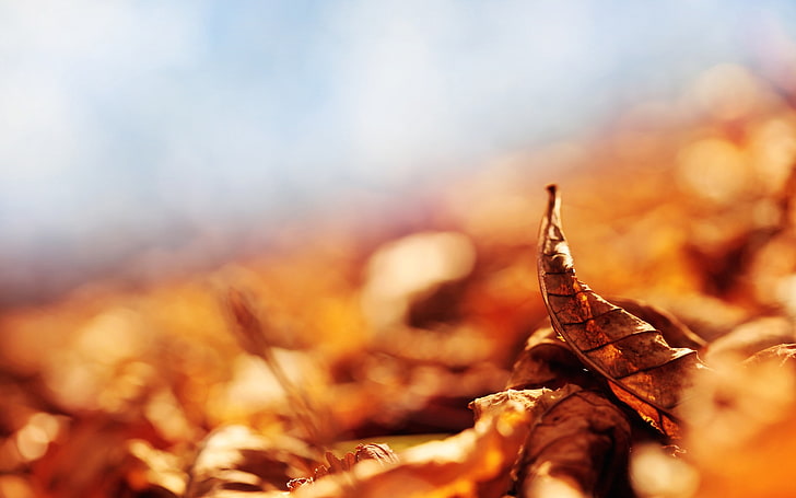feuilles séchées, feuilles, automne, tombées, courbes, sèches, Fond d'écran HD