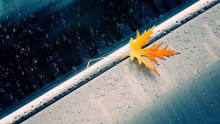gelbes Ahornblatt, braunes Ahornblatt auf silberner Oberfläche mit Wassertropfen, Blätter, Wasser auf Glas, Regen, Wassertropfen, Ahornblätter, Wasser, Glas, Metall, Fall, HD-Hintergrundbild