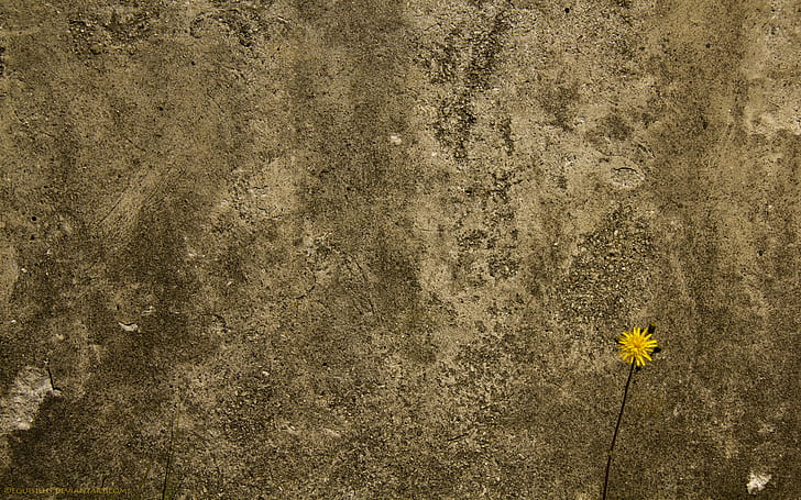 Flower, wall, concrete, HD wallpaper | Wallpaperbetter