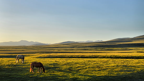 häst, Kirgizistan, slätter, sångkul, HD tapet HD wallpaper