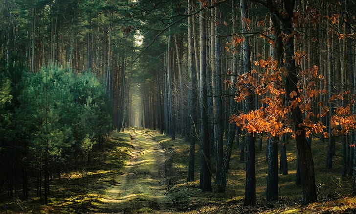 alam, lanskap, hutan, jalan setapak, atmosfer, pohon, jalan tanah, sinar matahari, Polandia, Wallpaper HD