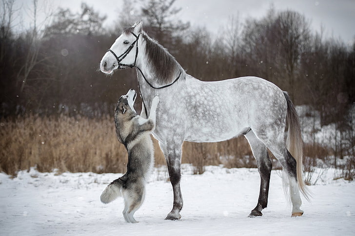 winter, snow, horse, dog, husky, stand, bridle, HD wallpaper