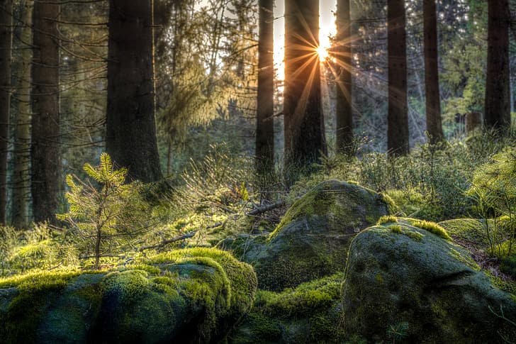 forest, stones, moss, Germany, the rays of the sun, Baden-Württemberg, The black forest, HD wallpaper