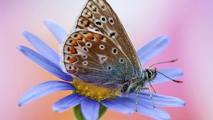 borboleta azul comum empoleirada na flor de pétalas azuis, Artemis, borboleta, macro, flor, HD papel de parede