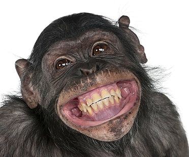 животные, обезьяна, улыбка, морда, зубы, HD обои HD wallpaper