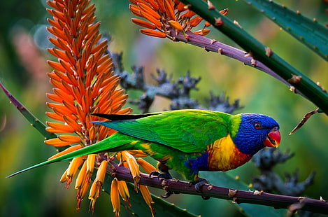 طيور ، قوس قزح لوريكيت ، ألوان ، غابة ، ببغاء، خلفية HD HD wallpaper