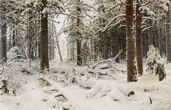 snow, trees, HD wallpaper
